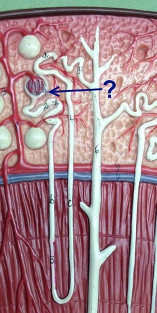 <p>Identify this urinary system structure.</p>