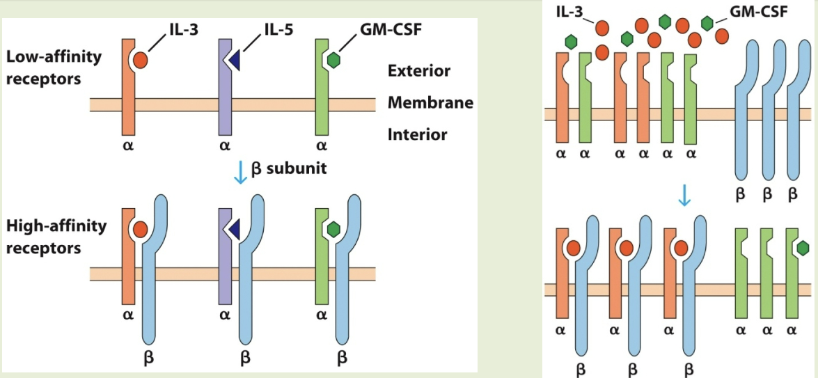 <p>includes receptors for IL-3, IL-5, & GM-CSF. each cytokine binds to unique <span style="color: rgb(0, 0, 0);"><span>α subunit. </span></span><span>β subunit is a shared signal-transducing protein. these cytokines exhibit redundancy</span></p>