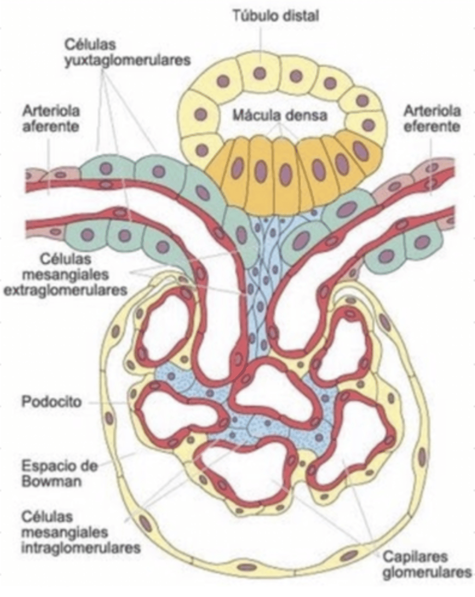 <p>↓ GFR</p><p>because it ↓ the hydrostatic pressure</p>