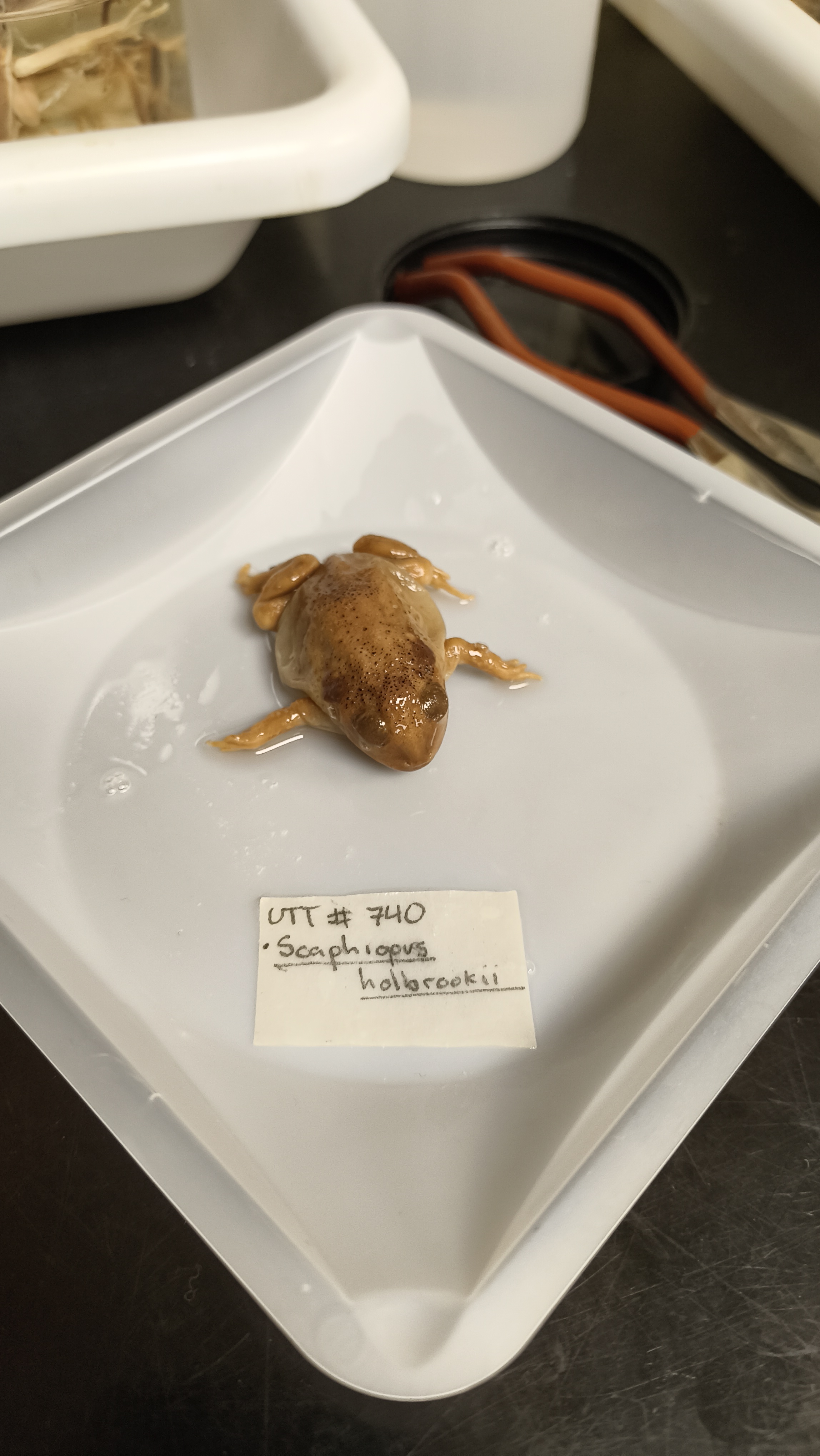 <p>Scaphiopodidae Scaphiopus hurterii </p>