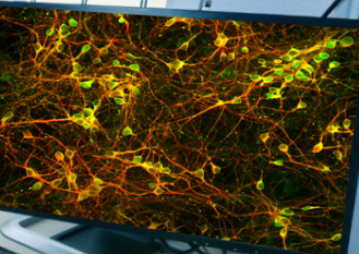 <p>What type of cell is this?</p>