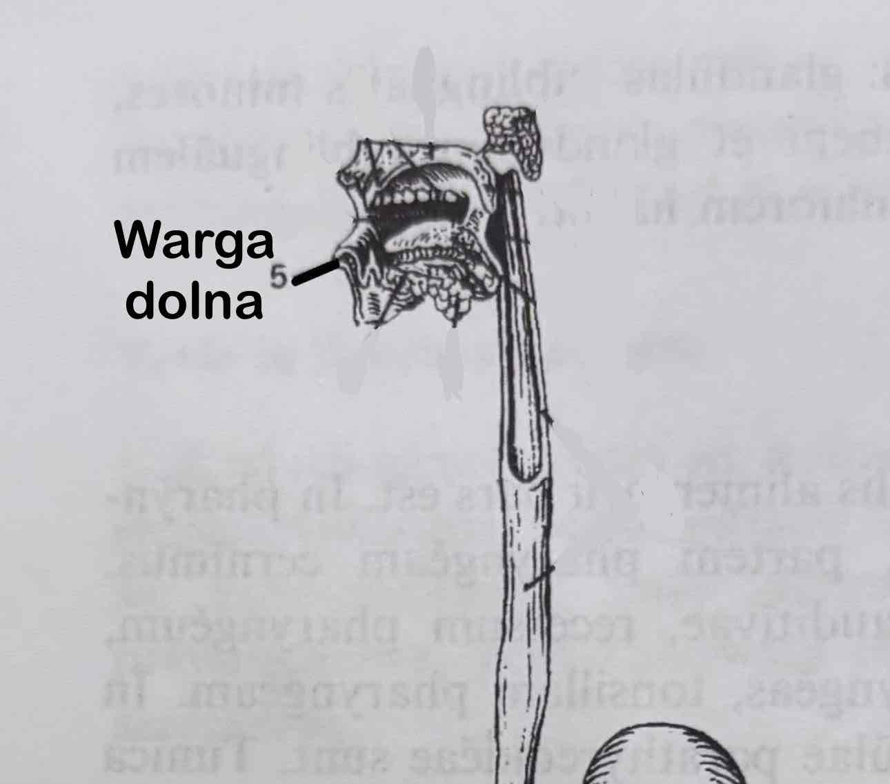 <p>Warga dolna</p>