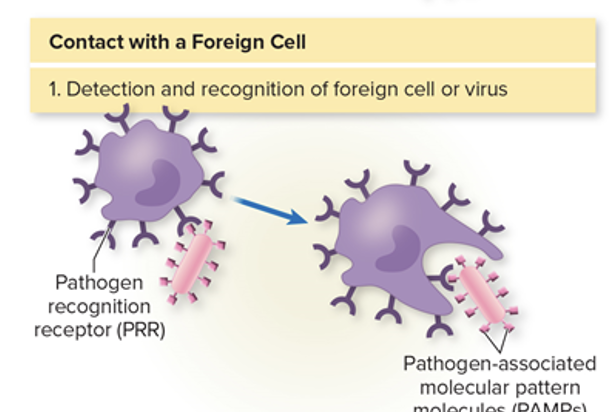 <ul><li><p>Innate immunity (second line)</p></li><li><p>Recognize pathogen-associated molecular pattern molecules</p></li></ul><p></p>