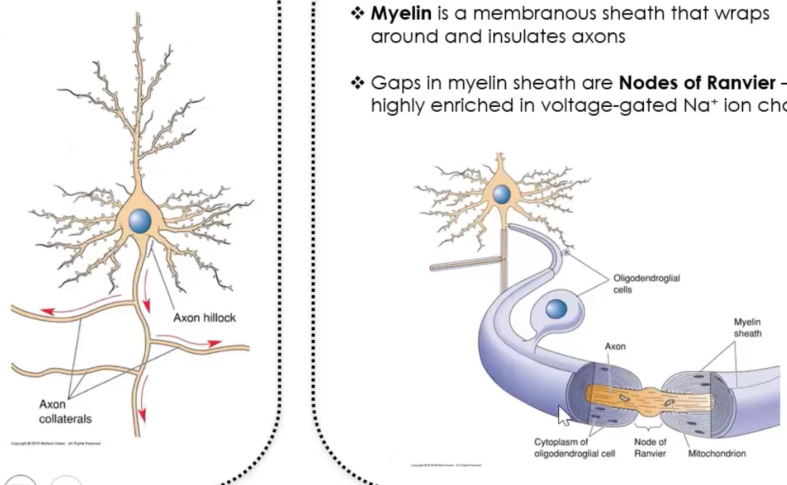 <p>Neuronal signals are action potentials that are initiated at the axon initial segment, then propagate along the axon, and are speeded up by myelin, which forces the signal to jump between Nodes of Ranvier.</p><p></p><p>Step-by-step explanation of the pathway</p><p>Step 1: Signal arrives at dendrites and soma</p><p>	•	Dendrites receive chemical signals from other neurons.</p><p>	•	These cause graded potentials in the dendrites and soma.</p><p>	•	These signals move towards the axon hillock.</p><p></p><p>Step 2: Axon hillock / initial segment (decision point)</p><p>	•	The axon hillock tapers from the soma into the axon.</p><p>	•	This region has the highest density of voltage-gated Na⁺ channels.</p><p>	•	If the summed input reaches threshold → an action potential is generated.</p><p>	•	This is why arrows in the diagram point away from the soma.</p><p></p><p>Step 3: Action potential travels along the axon proper</p><p>	•	Once generated, the action potential self-propagates along the axon.</p><p>	•	It only moves in one direction (away from the soma) due to Na⁺ channel inactivation behind it.</p><p></p><p>Step 4: Axon collaterals (branching)</p><p>	•	The axon can branch into axon collaterals.</p><p>	•	Each collateral carries the same action potential to different targets.</p><p>	•	This allows one neuron to signal multiple postsynaptic cells simultaneously.</p><p></p><p>Step 5: Myelination by glial cells</p><p>	•	In the CNS, oligodendrocytes wrap around axons to form myelin.</p><p>	•	Myelin electrically insulates the axon and prevents ion leakage.</p><p>	•	This means depolarisation cannot occur under the myelin.</p><p></p><p>Step 6: Nodes of Ranvier and saltatory conduction</p><p>	•	Nodes of Ranvier are gaps between myelin segments.</p><p>	•	They are packed with voltage-gated Na⁺ channels.</p><p>	•	The action potential is regenerated only at the nodes, so it appears to “jump” node to node.</p><p>	•	This is saltatory conduction, which is faster and more energy-efficient.</p><p></p><p>Step 7: Axon terminals (end point)</p><p>	•	The action potential reaches the axon terminal.</p><p>	•	Voltage-gated Ca²⁺ channels open.</p><p>	•	Neurotransmitter is released into the synapse.</p><p></p>