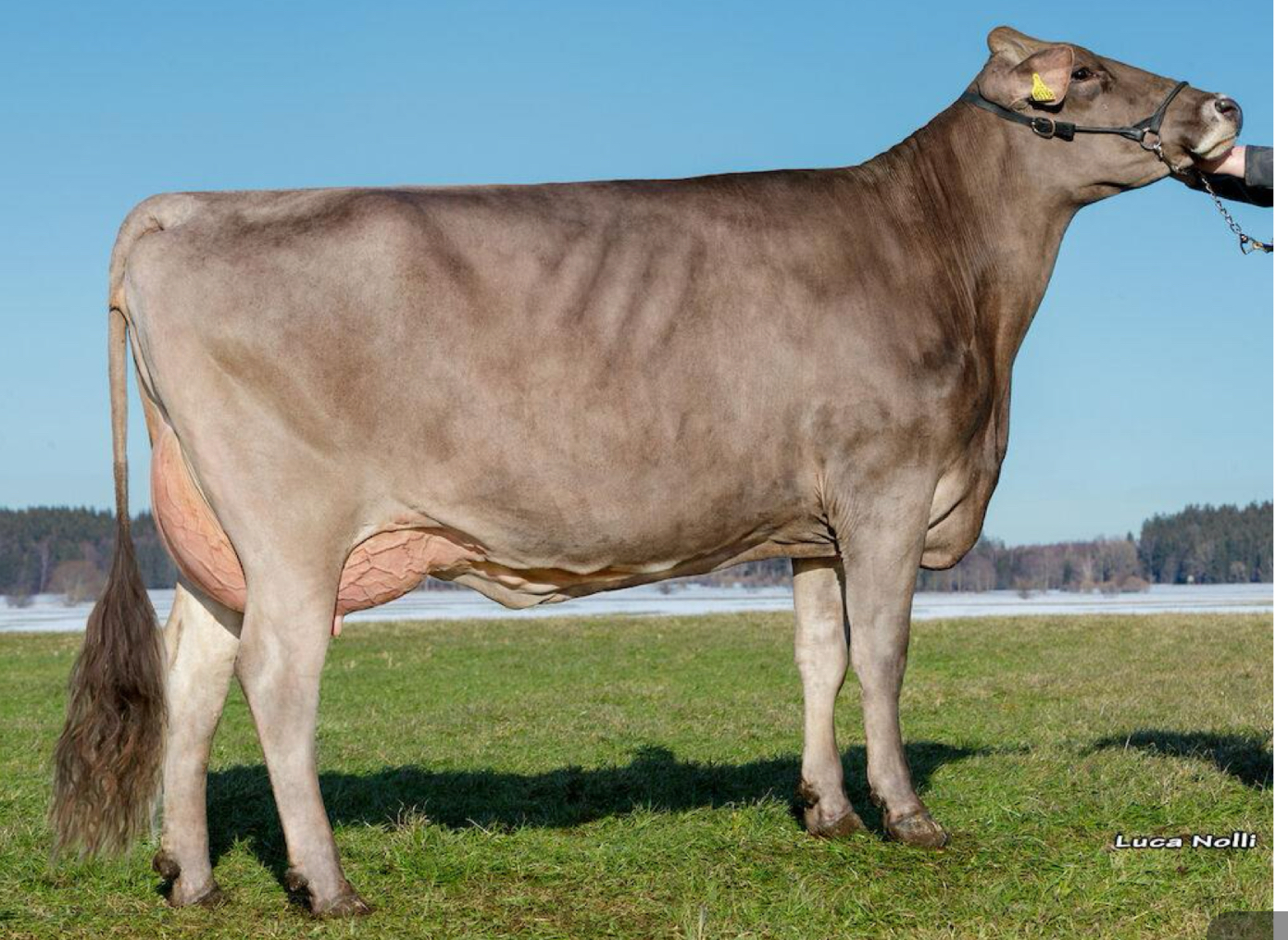 <p>Which dairy is a dual purpose breed?</p>
