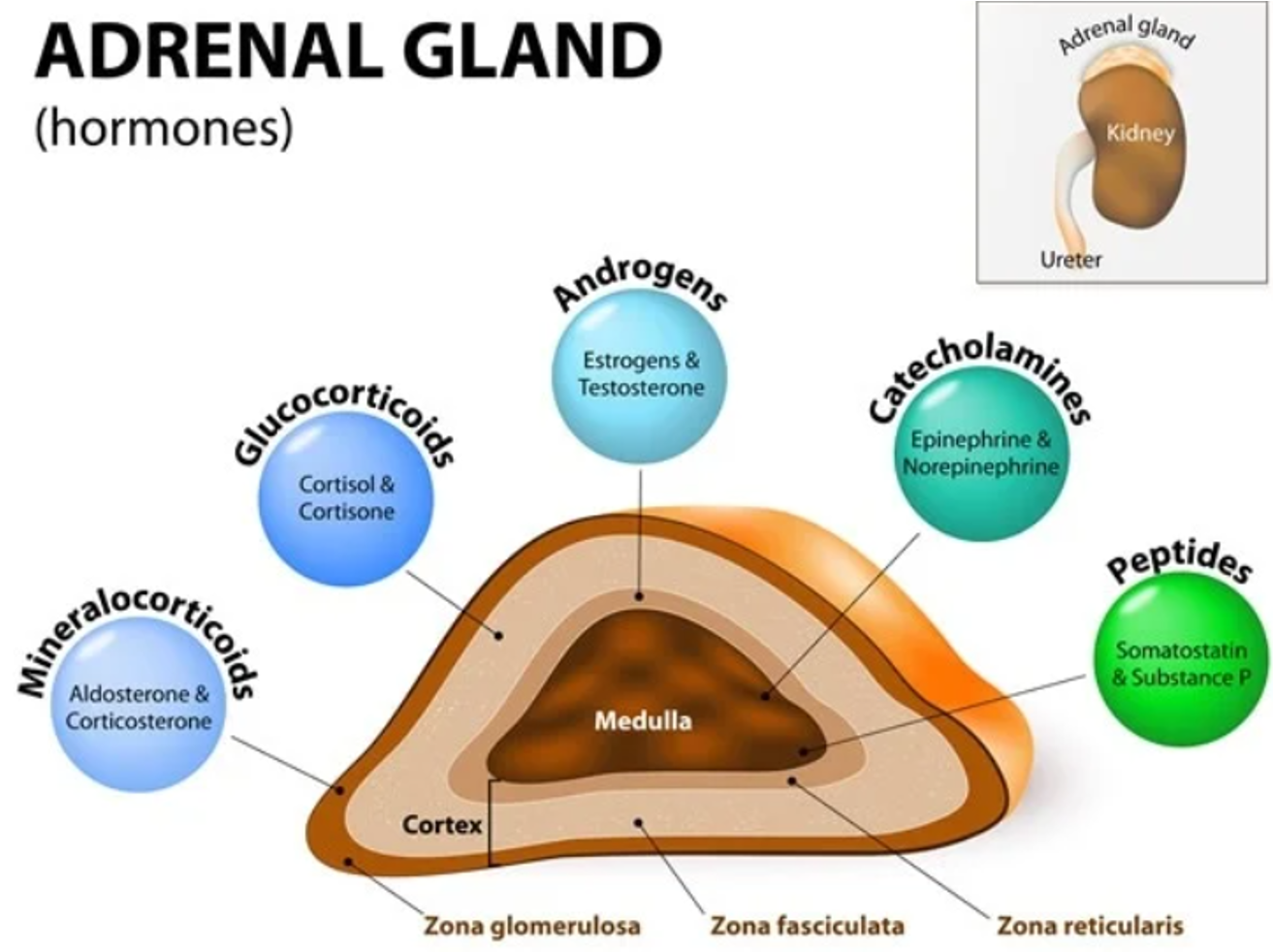 <p>sits on top kidney, cortex (hormone driven; corticosteroids), adrenal medulla (hormone and peripheral autonomic nerve impulse driven; catecholamines)</p>