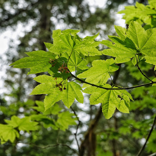 <p><u>Acer circinatum</u>, Sapindaceae</p>