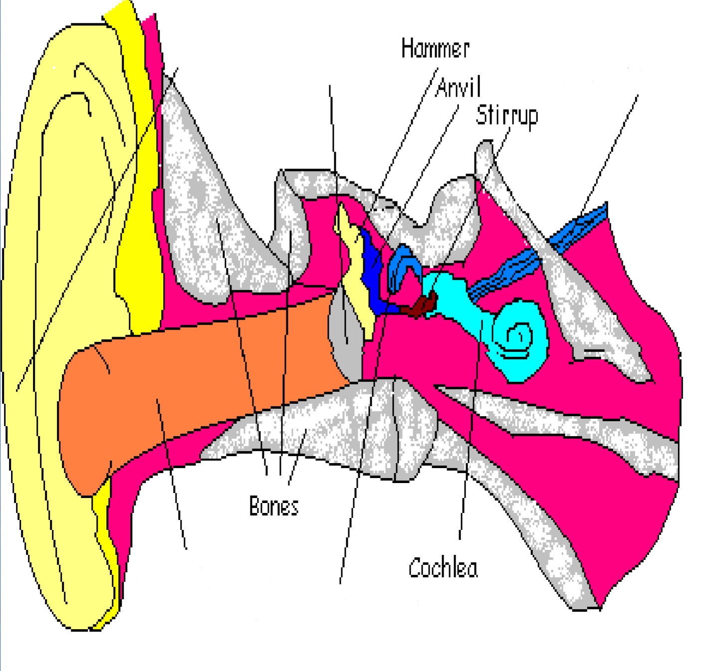 <p>Part of middle ear; 3 bones that transfer sound waves to cochlea (also called ossicles)</p>