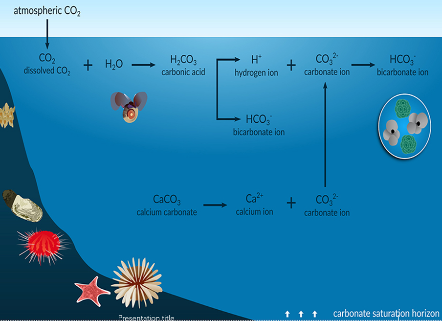 <ul><li><p>Pre-industrial pH was 8.2; in 2022 it is 8.1—a 30% increase in acidity</p></li></ul><p></p>