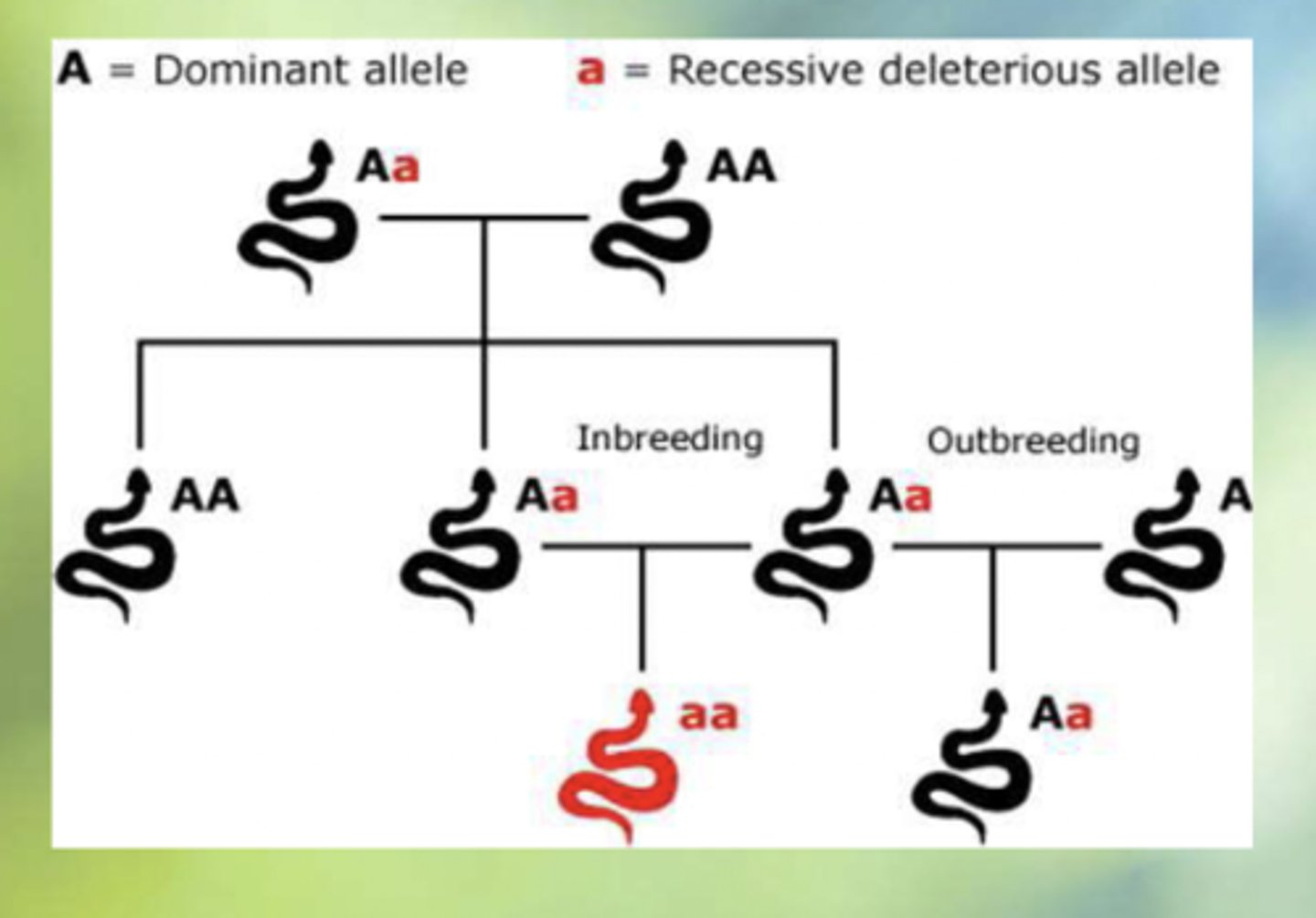 <p>Smaller populations are more likely to inbreed with one another because of the <strong>need to reproduce.</strong> </p>