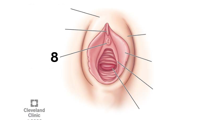 <p>Identity this female reproductive system (marked with 8)</p>