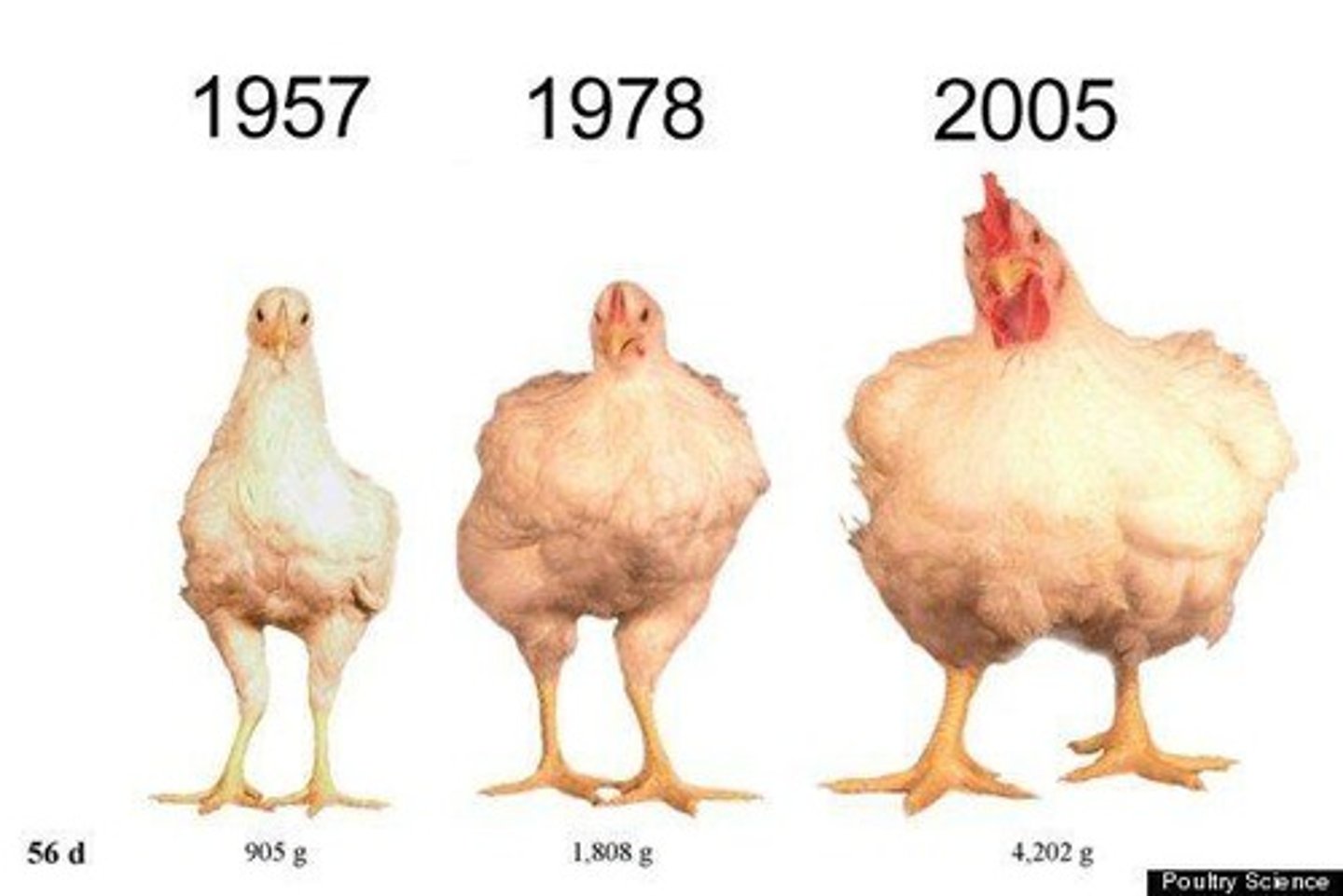 <p>Chickens raised for meat.</p>