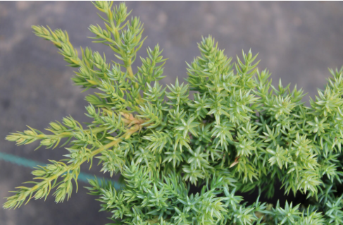 <p>stars and pointy on the ground</p>