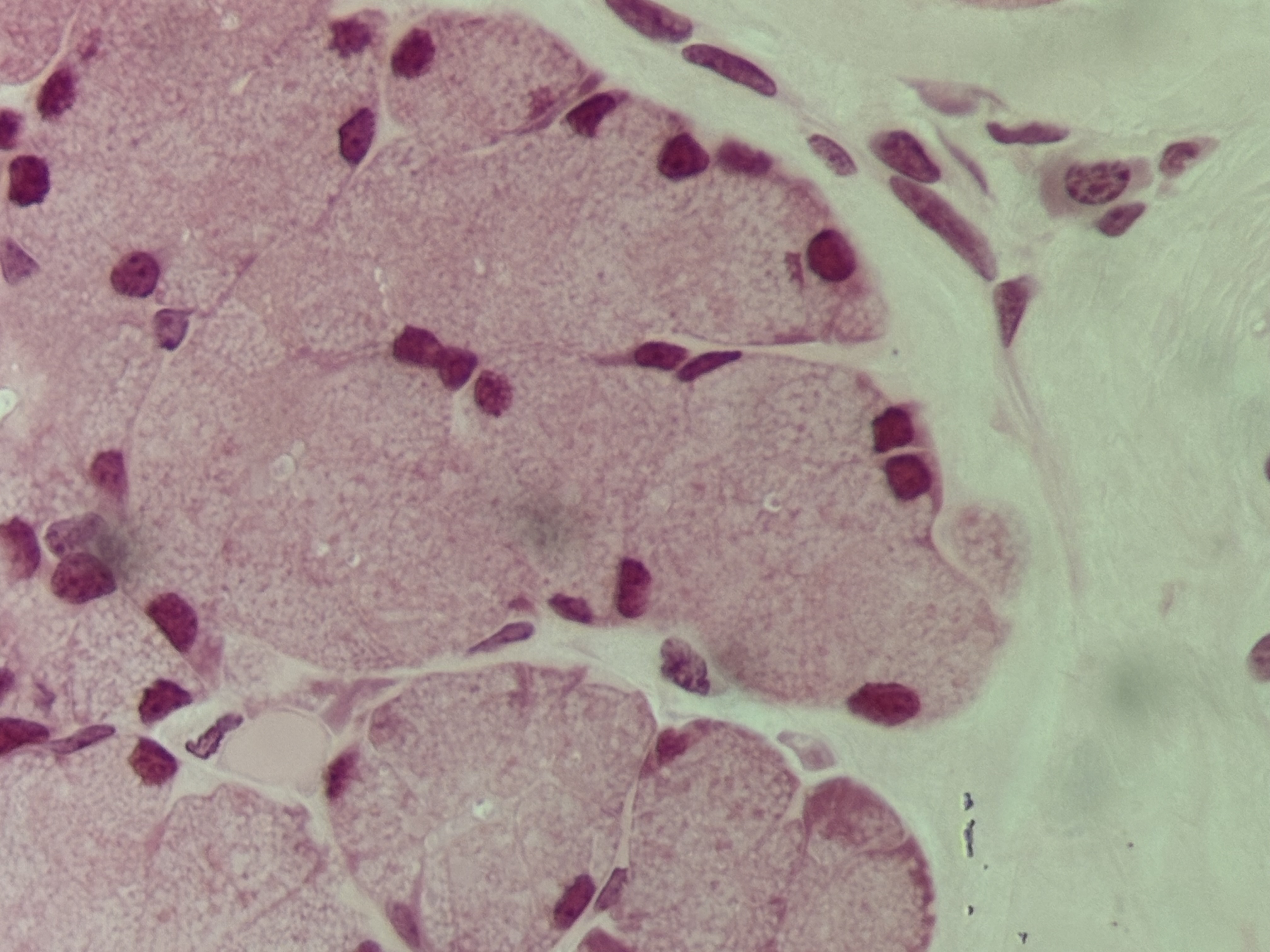 <p><span>Structure: small cells with a distinct nucleus derived from activated B-lymphocytes.</span></p><p><span>Function: form antibodies that bind to foreign substances, bacteria, and viruses.</span></p><p><span>Location: lymphatic organs, respiratory tract, salivary glands </span></p>