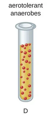 <p>Organism showing even growth throughout the tube and possessing superoxide dismutase.</p>