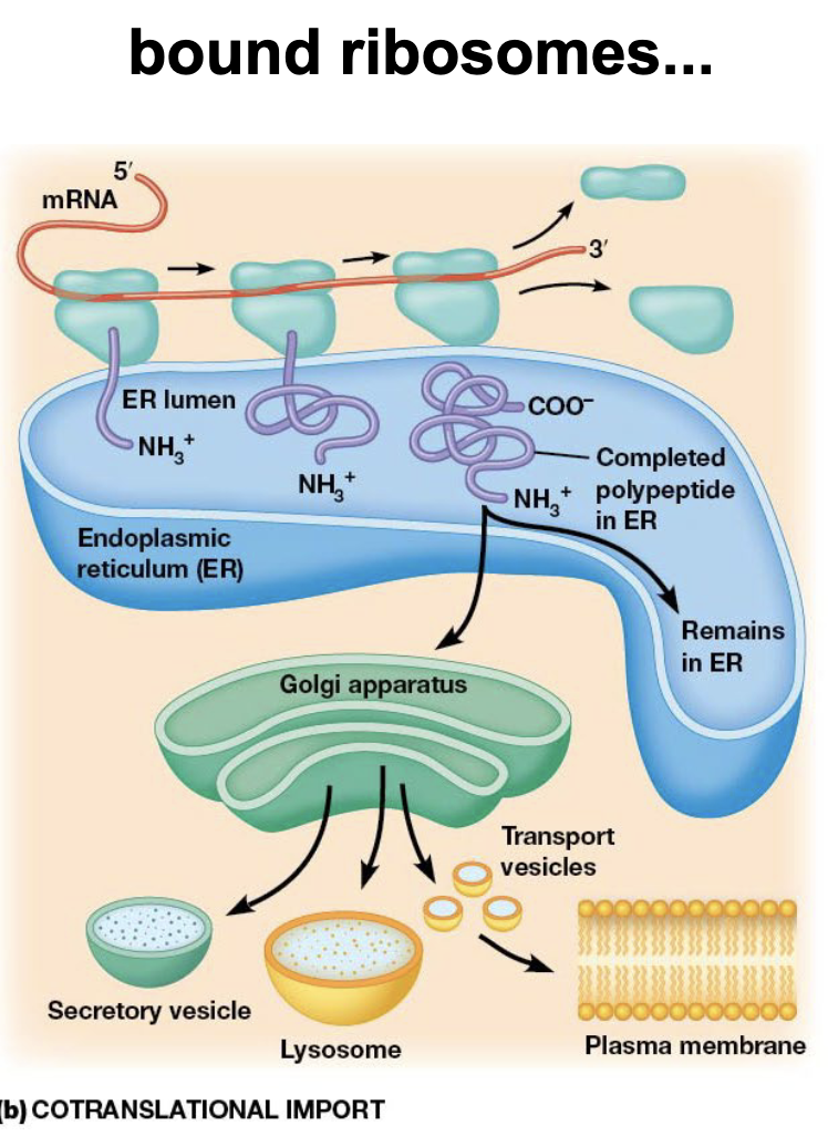 <ul><li><p>proteins are translocated into ER lumen as they are being made</p><ul><li><p><span><span>produce </span><strong><span>proteins for secretion, insertion into membranes</span></strong><span>, or </span><strong><span>transport to organelles like lysosomes</span></strong></span></p></li></ul></li></ul><p></p>