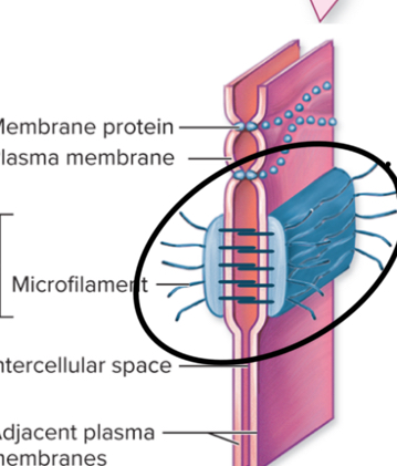 <ul><li><p>located below tight junctions </p></li><li><p>Prevent lateral surfaces from separating and allowing space for substances to enter </p></li><li><p>Wrap around the cell </p></li><li><p>Contain plaques and micro filaments line the plaques, together they make adhesion belts </p></li></ul>