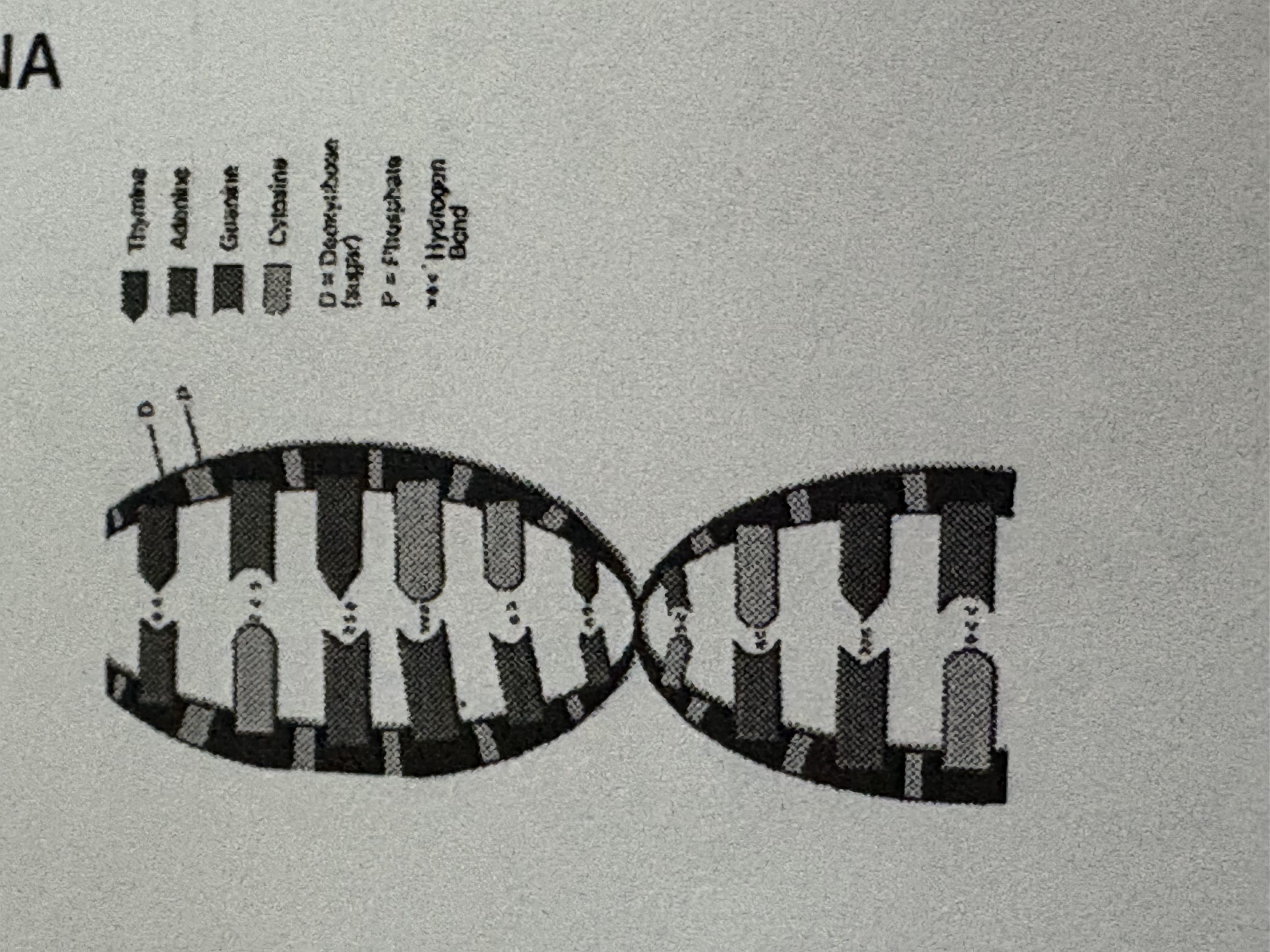 <p><strong>D</strong>eoxyribo<strong>N</strong>ucleic <strong>A</strong>cid</p>