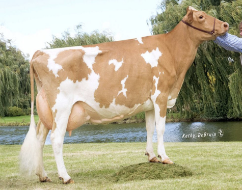 <p>What is important about Guernsey cows?</p>