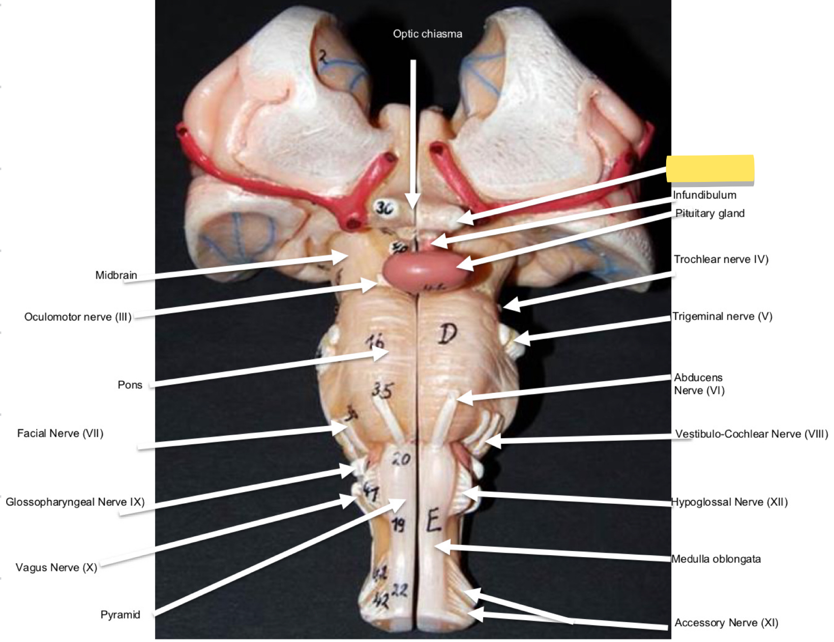 <p>Name this cranial nerve&nbsp;</p>