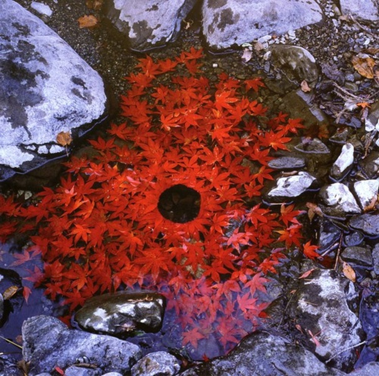 <p>Andy Goldsworthy</p>