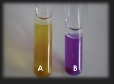 <p>Lysine Decarboxylase Medium —When is the reagent for this medium added?</p>