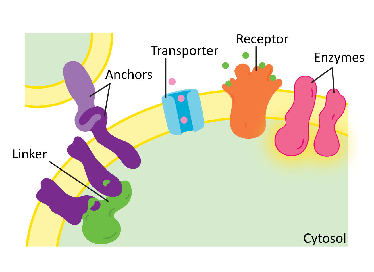 <p><span style="background-color: transparent;">helps stabilize the plasma membrane and attach cells together. connects the cell's internal cytoskeleton to the external environment or other parts of the cell.</span></p>