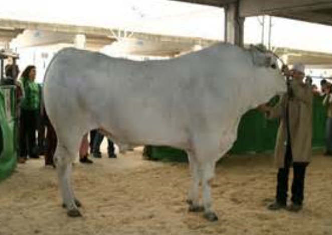 <p>Chianina</p>
