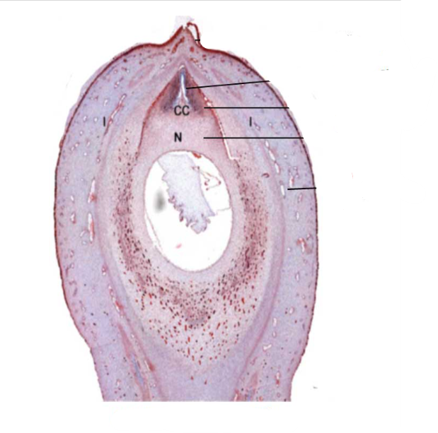 <p>a small structure present in the ovary of <em>Cycas</em>; forms the seed; consists of a food tissue covered by one or two future seed coats, known as integuments</p>