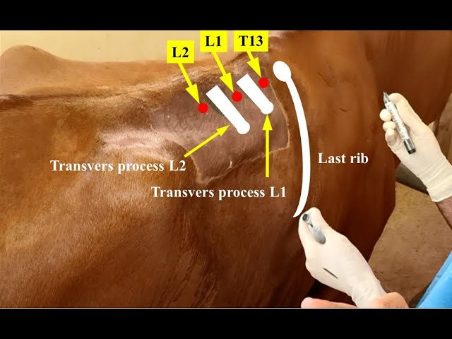 <p>About 5-6 cm (matchbox sized) away from the dorsal midline</p><p>• to block T13 the injection point is the cranial edge of L1 </p><p>• to block L1 the injection point is the caudal edge of L1 </p><p>• to block L2 the injection point is the caudal edge of L2</p>