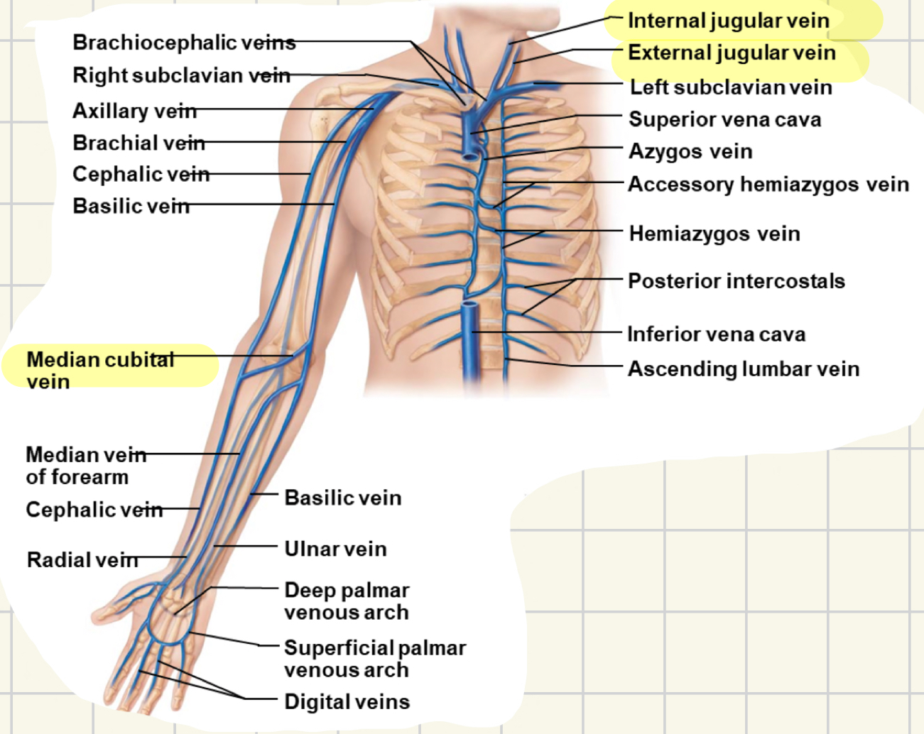 <ul><li><p>deep veins follow path of arteries</p></li><li><p>superficial: visible beneath skin</p><ul><li><p>cephalic</p></li><li><p>basilic</p></li><li><p>median cubital</p></li><li><p>median vein (forearm)</p></li></ul></li></ul>