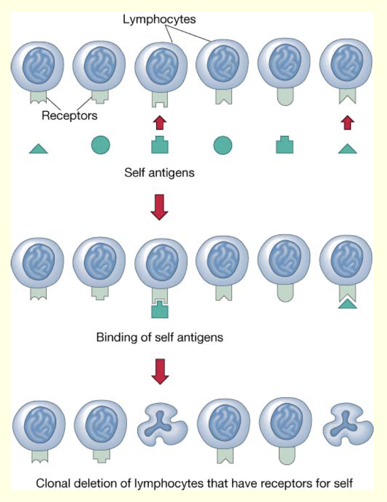 <ul><li><p>it explains tolerance</p></li><li><p>during development, T and B cells that recognize “self” antigens are deleted</p></li><li><p>this results in tolerance for “self”</p></li></ul><p></p>