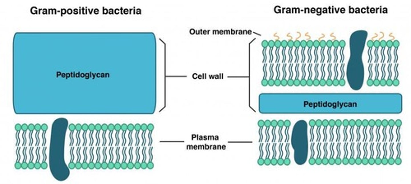 <p>Gram-positive bacteria have a peptide interbridge in their peptidoglycan, while gram-negative bacteria do not.</p>