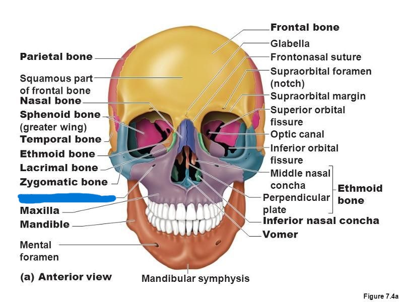 <p>What part of the skull?</p>