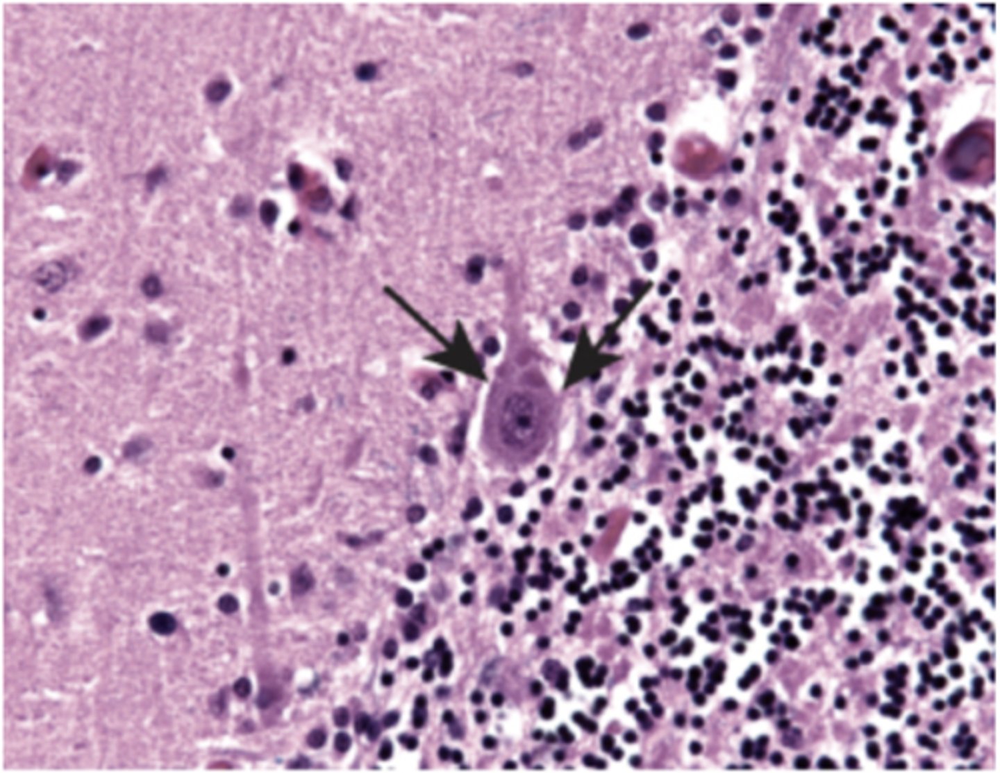 <p>Identify the cell</p>