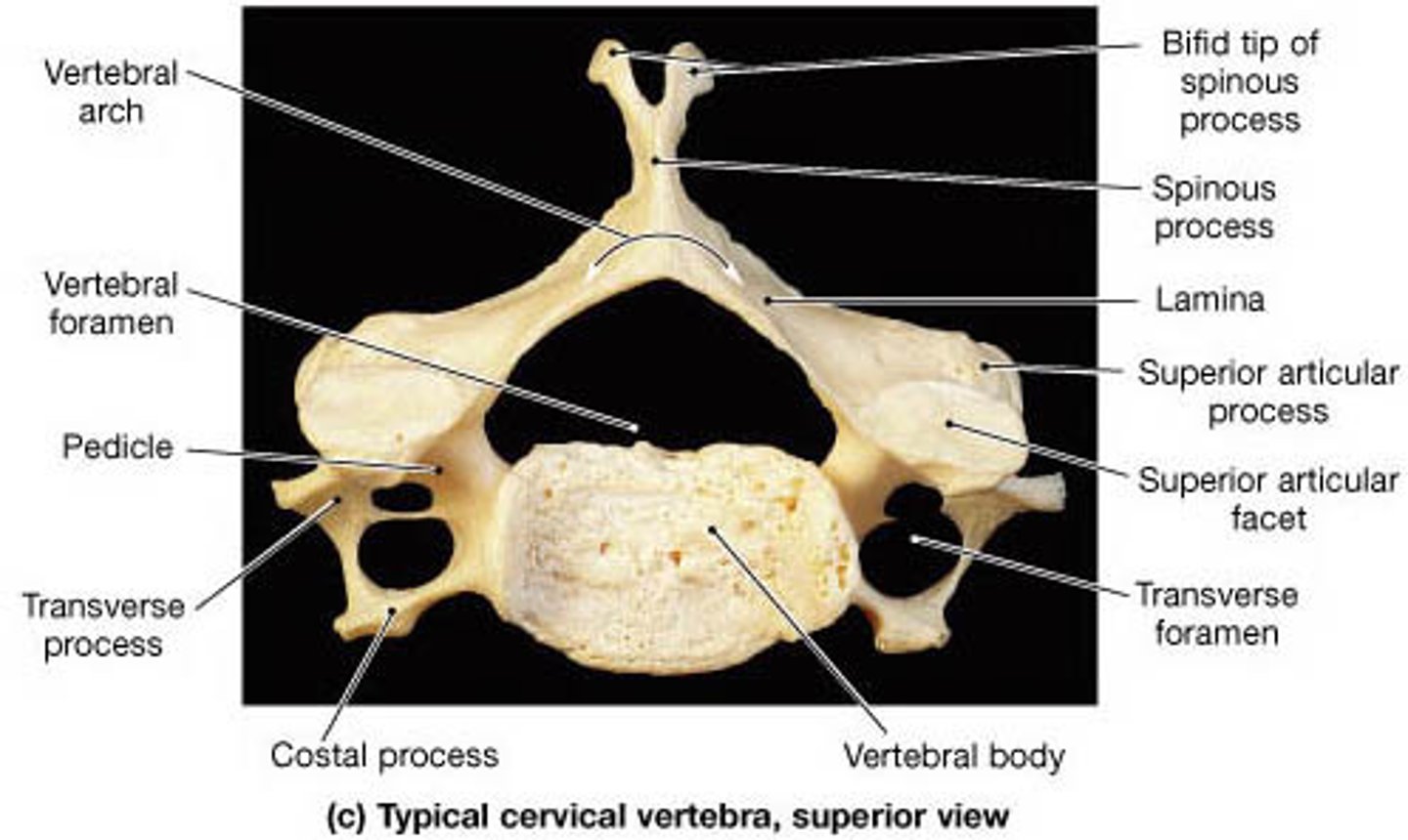 <p>3 Foramina - Vertebral - Transverse (2)</p><p>• Unique Landmarks - Transverse foramen C1-C7 - Bifid spinous processes of C2-C6</p>
