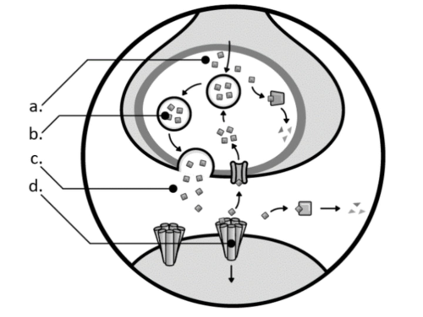 <p>Identify the location where neurotransmitters are stored immediately prior to use (see image)</p><p>a. Area A</p><p>b. Area B</p><p>c. Area C</p><p>d. Area D</p>