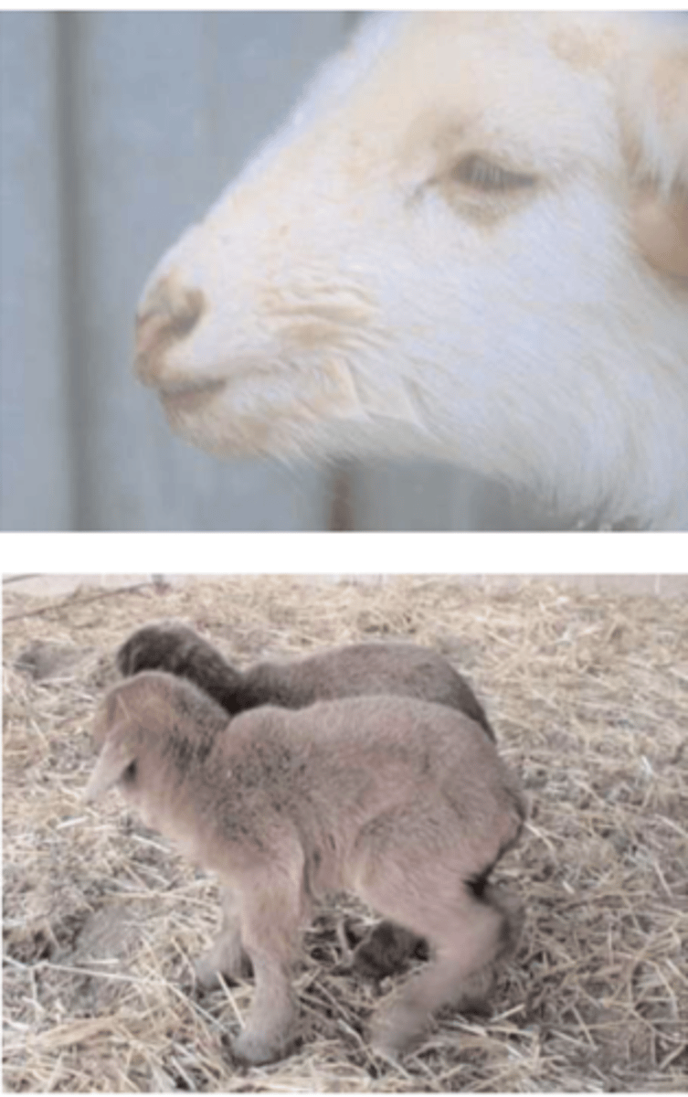 <p>una enfermedad del cabrito/cordero por falta de ingestión de calostro.</p><p>- aparece a las 12-72h </p><p>- depresión e inapetencia</p><p>- intensa insalivación</p><p>- mueren a las pocas horas</p>