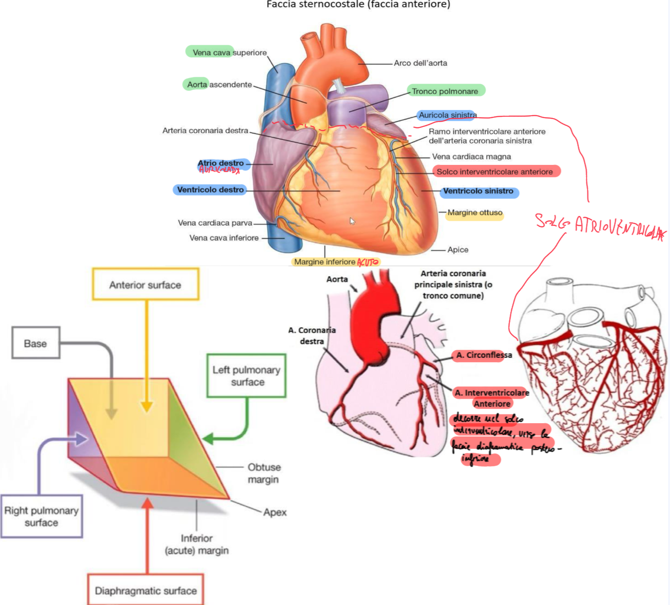 <p>Piano verticale obliquo rispetto quello orizzontale</p><p>Il cuore poggia sul diaframma:</p><ul><li><p>Con apice diretto a sinistra, in avanti e in basso</p></li><li><p>E base diretta in alto, a destra e indietro</p></li></ul><p>Distinguiamo la faccia antero-superiore o sterno-costale:</p><ul><li><p>Leggermente convessa, diretta in avanti e verso sinistra</p></li><li><p>Costituita principalmente da:</p><ul><li><p>Ventricolo Dx</p></li><li><p>Parte dell’auricola dx, propaggine anteriore dell’atrio dx</p></li><li><p>Piccola parte del ventricolo sx</p></li></ul></li><li><p>E’ compreso tra margine ottuso e acuto:</p><ul><li><p>Il margine acuto separa la faccia diaframmatica che è quella inferiore che poggia sul diaframma</p></li><li><p>Il margine ottuso non è un bordo netto, è arrotondato dove si sviluppa la faccia polmonare sinistra, rivolta verso la faccia mediastinica del polmone sinistro</p></li></ul></li><li><p>Presenta i Solchi: </p><ul><li><p>Solco Interventricolare Anteriore → inizia dal margine ottuso e la porzione a dx del solco che corrisponde a quella del ventricolo dx è più estesa</p></li><li><p>Solco Atrioventricolare (o coronario) → tra auricole e ventricoli sottostanti, dove decorrono l’arteria coronaria dx e sx → quella sx, nel tratto sx del solco, posteriormente al tronco polmonare, divide in circonflessa e interventricolare anteriore che decorre nel solco interventricolare anteriore.</p></li></ul></li><li><p>E’ visibile il Peduncolo Vascolare che comprende:</p><ul><li><p>Tronco polmonare, vena cava superiore, aorta ascendente</p></li><li><p>Lateralmente a questo peduncolo troviamo le due auricole degli atri</p></li></ul></li></ul><p></p>