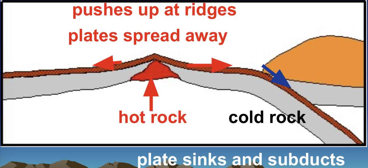 <p>Hot rock/less dense mantle pushes up at the ridges and the plates there spread apart. the hot rock/magma fills in these ‘cracks’ and creates new ocean floor. During this, cold rocks/ dense upper mantle sinks down, replacing the hot rocks that rise in response to this.</p>