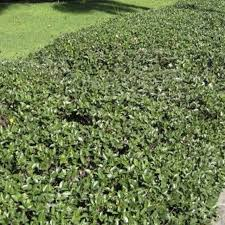 <p>Small Leaf Confederate Jasmine, Japanese Star</p>