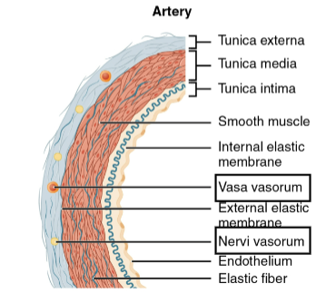 <p>desc tunica externa</p>
