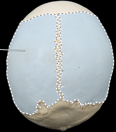 <p>parietal bone</p>