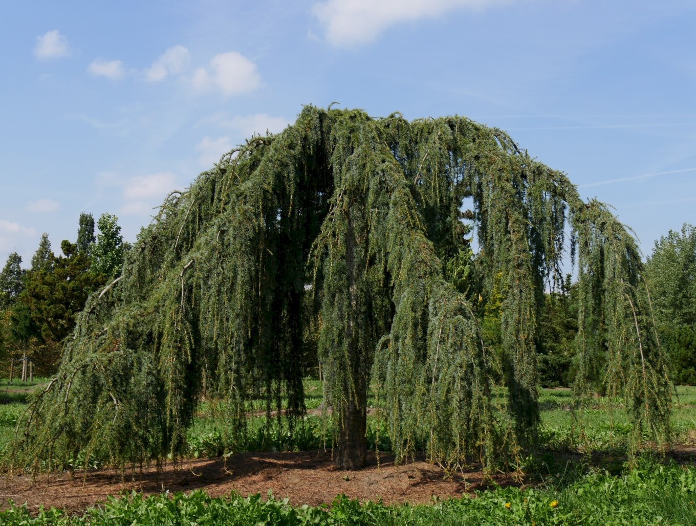 <p>pendula</p>