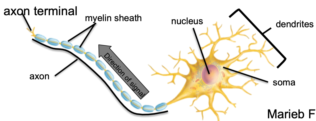 1. Made of glial cells 
2. Insulates/surrounds axon
3. Helps propagate signal
- Speeds up time 