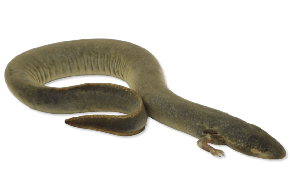 Sirenidae - Siren intermedia