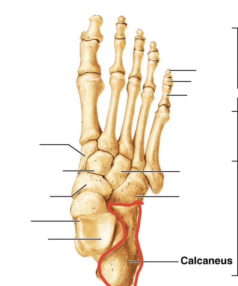 <p><span><span>Calcaneus</span></span></p>