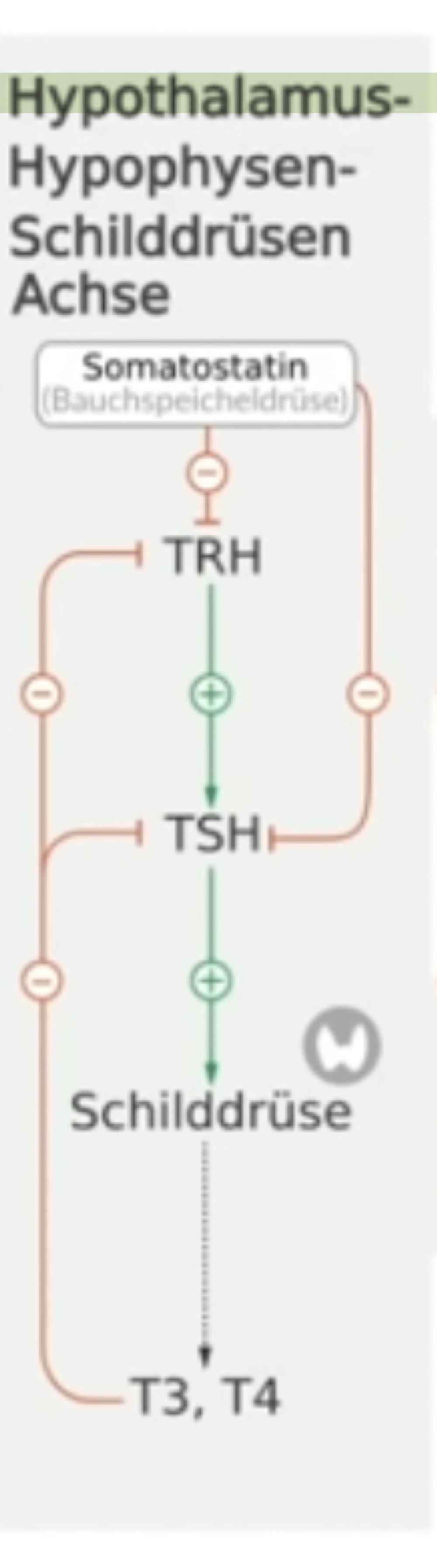 * Hypothalamus → Hypophyse → Schilddrüse
* für Regulation des Stoffwechsels und des Körperwachstums 
* TRH aus Hypothalamus wirkt auf Adenophyse und dort wird TSH Freigesetzt -> wirken direkt auf Schilddrüse die dann T3, T4 ausschüttet
* T3, T4 sind jodierte Derivate der Aminosäure Tyrosin
* beide negative Rückkopplung auf TRH und TSH Ausschüttung
* Somatostatin hemmt TSH -> Somatostatin kommt von Hypothalamus als auch von Bauchspeicheldrüse -> Hormone kann auf verändertes Nahrungsangebot angepasst werden