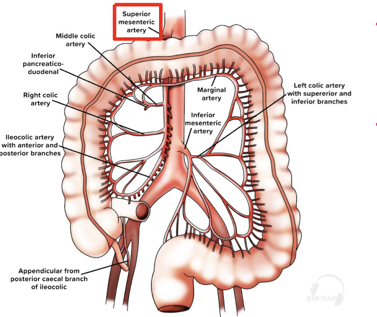 <p><strong>occlusion of superior mesenteric artery by embolus </strong>(most common), venous thrombosis, nonocclusive</p><p><em>risk factors: </em><span style="color: blue"><strong>atrial fibrillation</strong>, </span>valvular disease, endocarditis, myocardial infarction, atherosclerosis, hypovolemia, sepsis, heart failure, diuretics, hypercoagulable state (pregnancy, malignancy)</p><p>S/S: <span style="color: red"><strong>abdominal pain “out of proportion” to examination, </strong></span>vomiting/diarrhea</p><p>Dx:<span style="color: blue"><strong> CT angiography abdomen (diagnostic)</strong></span>, CBC, CMP, Lactate<br>Tx: resuscitation, correct electrolytes, antibiotics<br><span style="color: red"><strong>anticoagulation+ emergent surgical/interventional radiology consult </strong></span><br><span style="color: red"><em>critically ill patient</em></span></p>