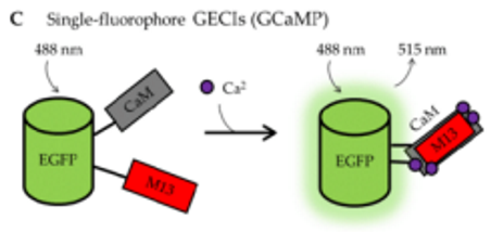<p>genetically encodable Ca2+ indicator</p><ul><li><p>“split” GFP molecule that is brought together by Ca2+ binding domains</p></li></ul><p></p>